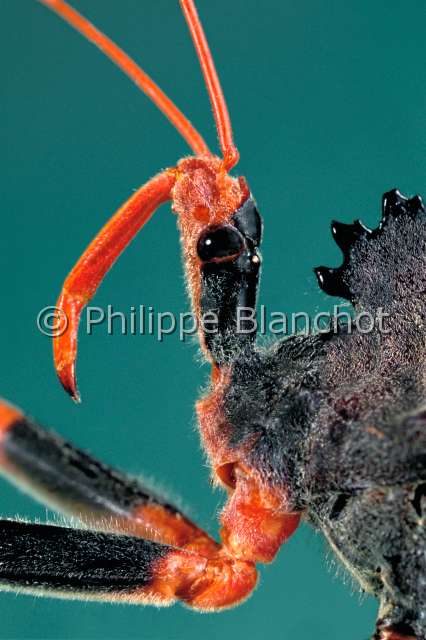 Arilus depressicollis.JPG - in "Portraits d'insectes" ed. SeuilArilus depressicollisReduveAssassin bugHemipteraReduviidaePerou